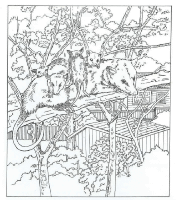 A coloring page of nature in the backyard
